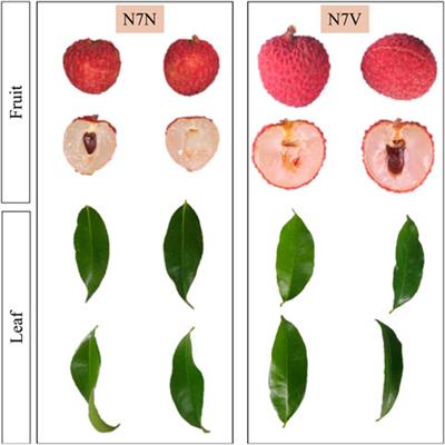 Comparative transcriptome and metabolome profiles of the leaf and fruits of a Xianjinfeng litchi budding mutant and its mother plant